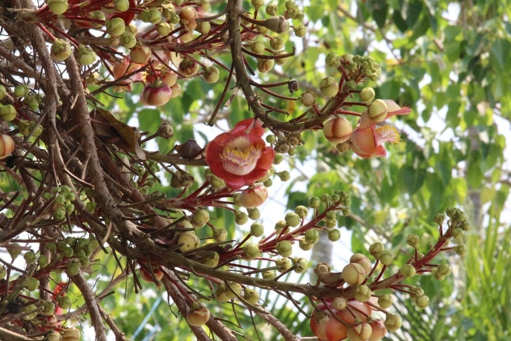 Bút ký về ngôi chùa Linh Sơn Pháp Tạng-16