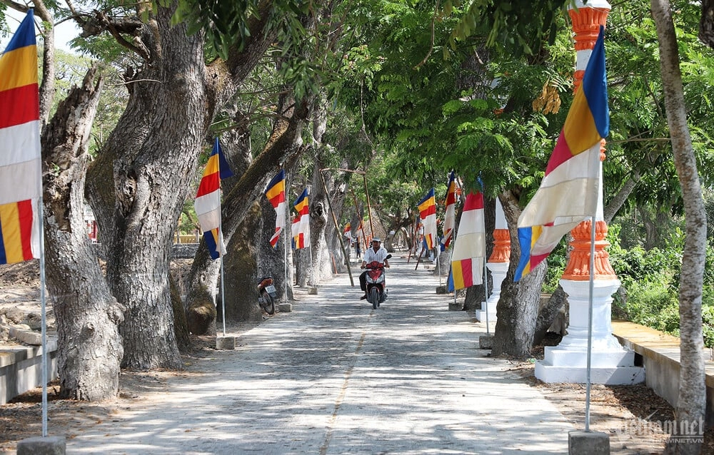 Hàng cây cổ thụ độc nhất vô nhị dẫn lối vào ngôi chùa màu hồng hơn 400 năm tuổi-0